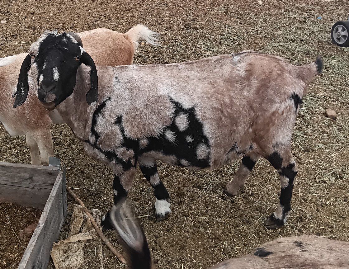 99% ABGA Tiger Dapple Boer Doe sale/trade