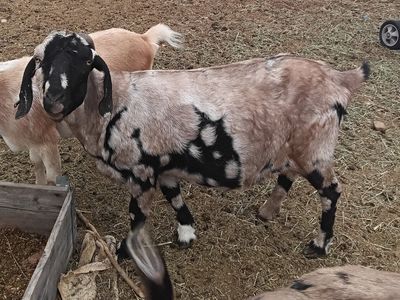 99% ABGA Tiger Dapple Boer Doe sale/trade