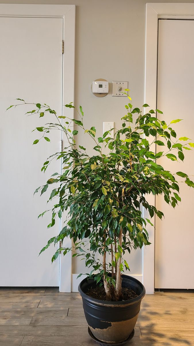Ficus Benjamin