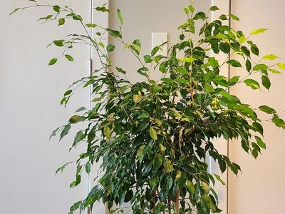 Ficus Benjamin
