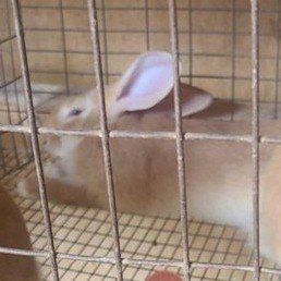 flemish giant