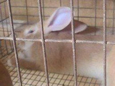 flemish giant