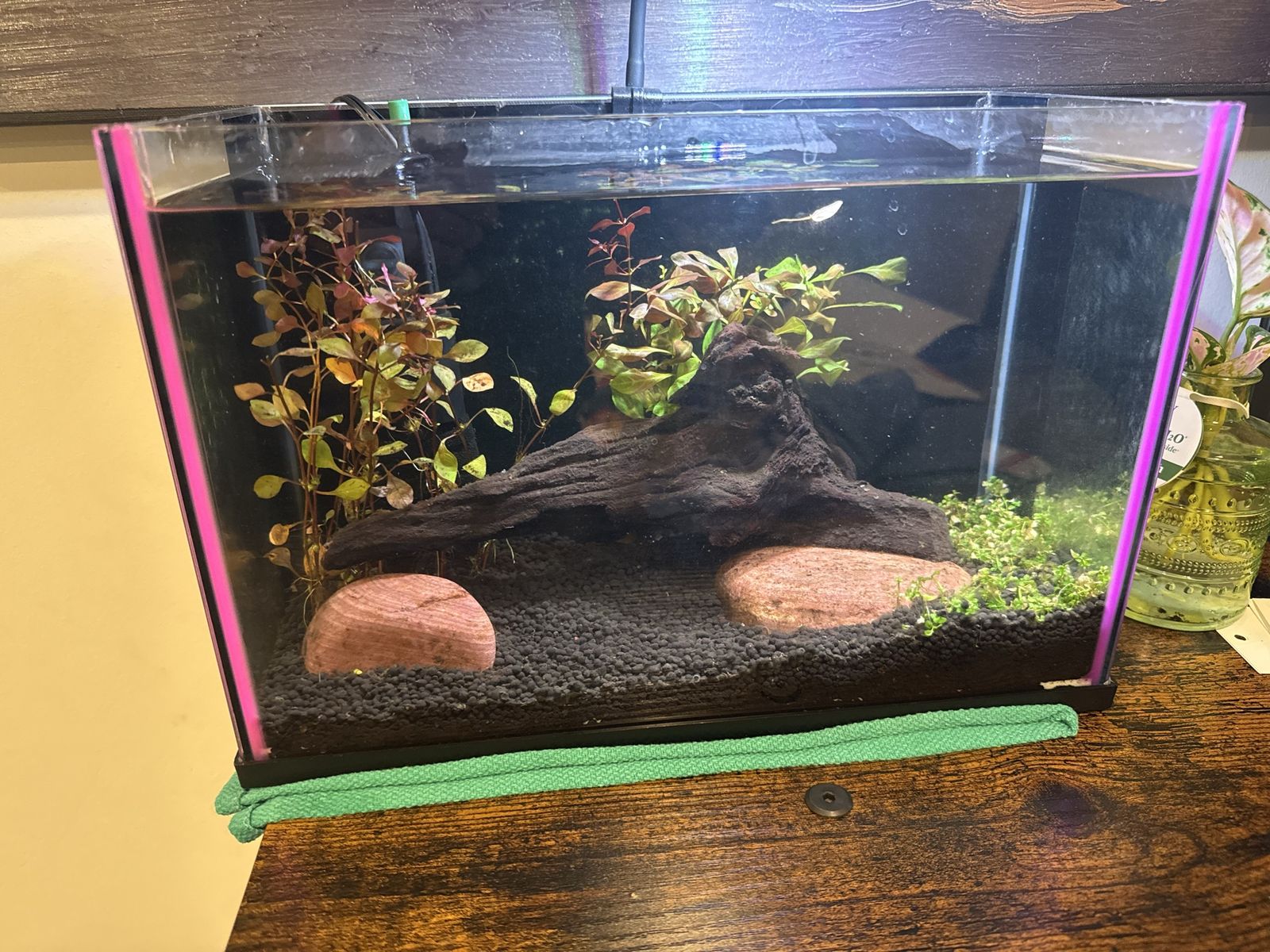 Shrimp Tank