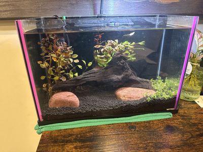 Shrimp Tank