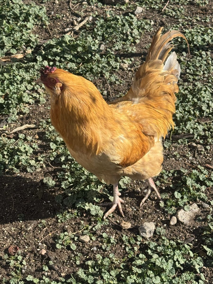 Rooster for sale