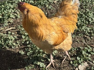 Rooster for sale