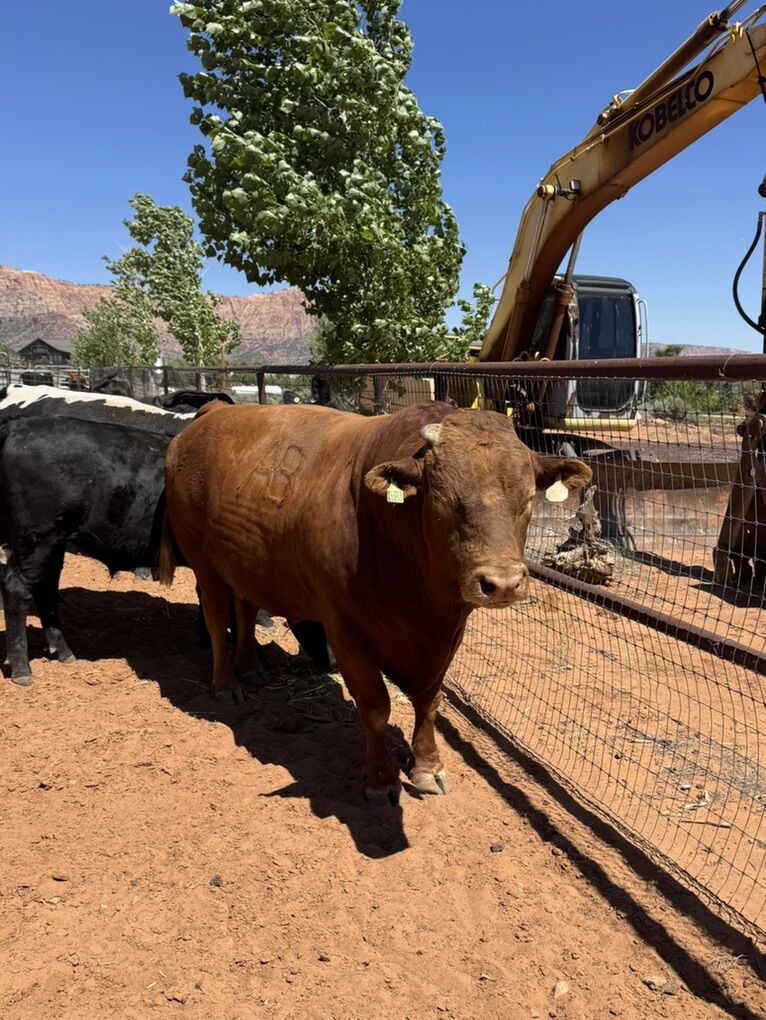 Pure Akaushi Wagyu Bull 6yr Old