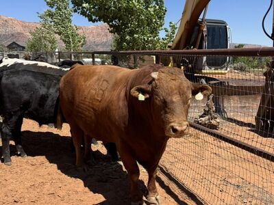 Pure Akaushi Wagyu Bull 6yr Old