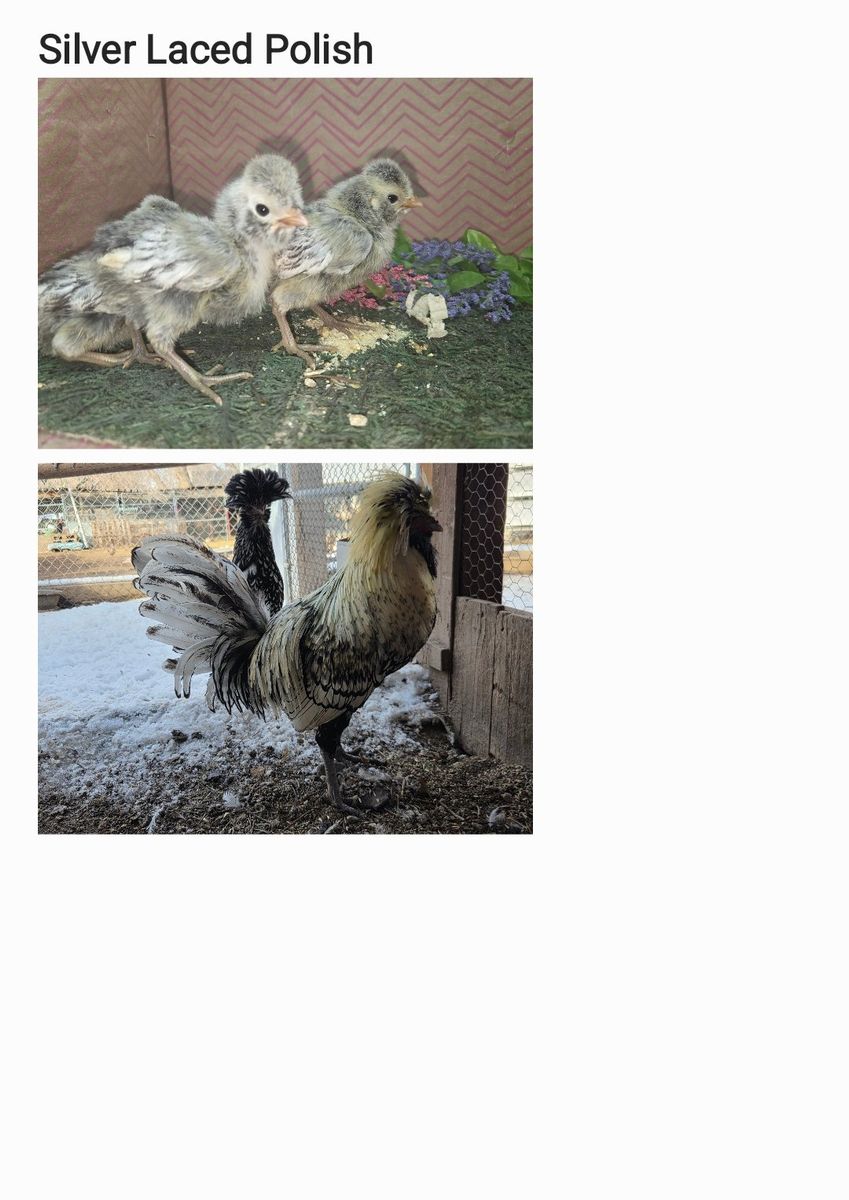 Silver Laced Polish.