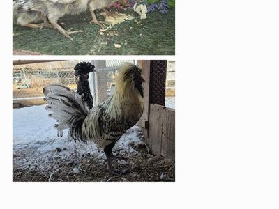 Silver Laced Polish.