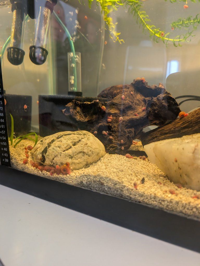 Red Ramshorn Snails