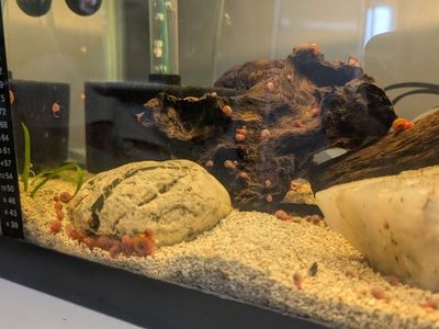 Red Ramshorn Snails