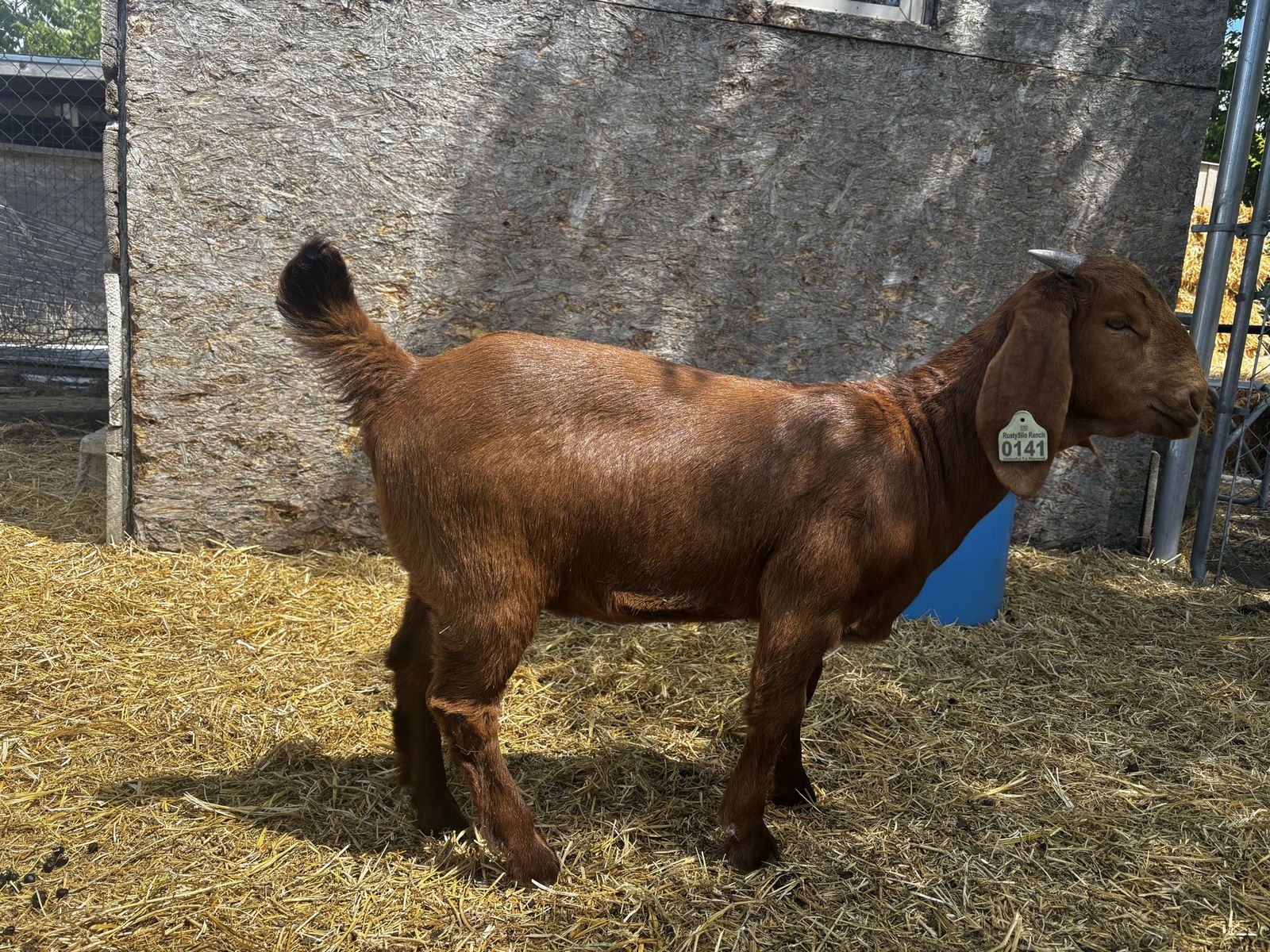 Boer Goats show quality