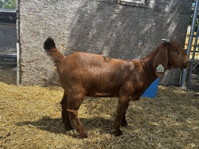 Boer Goats show quality