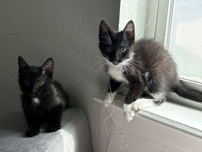Kittens for Sale!