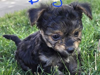 Yorkie-poo puppies