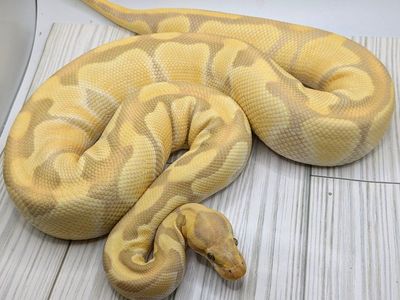 2023 Subadult Female Candy Enchi Ball Python