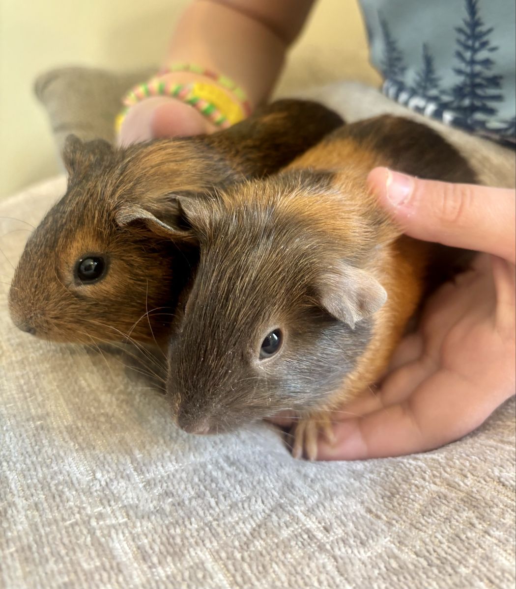 2 female baby guinea pigs W/ cage