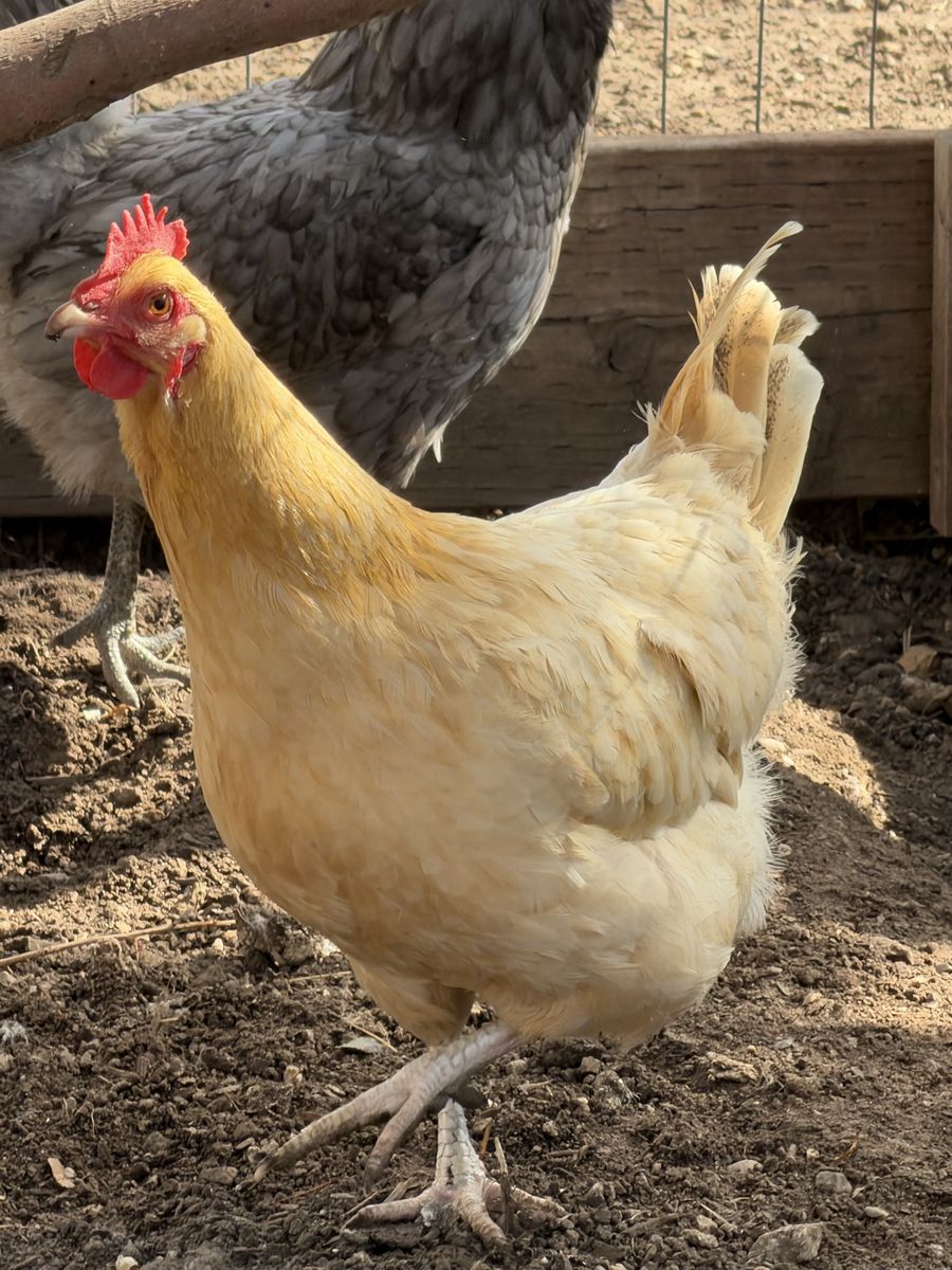 Free laying hen - 18 months old