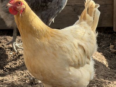 Free laying hen - 18 months old
