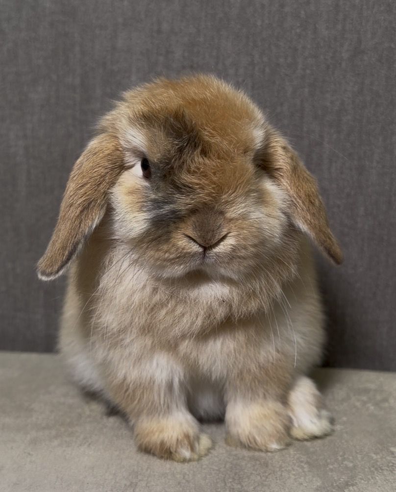 Holland Lop Buck - Pedigreed