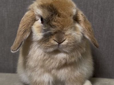 Holland Lop Buck - Pedigreed