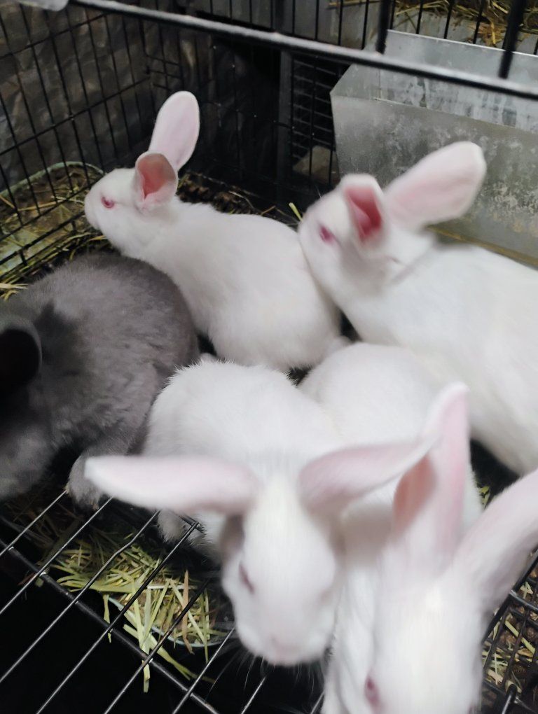 Purebred Pedigreed New Zealand White Bunny Rabbits