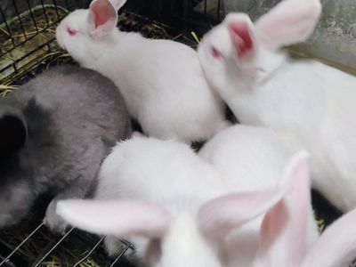 Purebred Pedigreed New Zealand White Bunny Rabbits