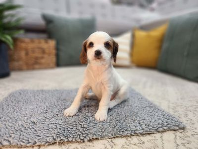 Female Mini Cavapoo pup