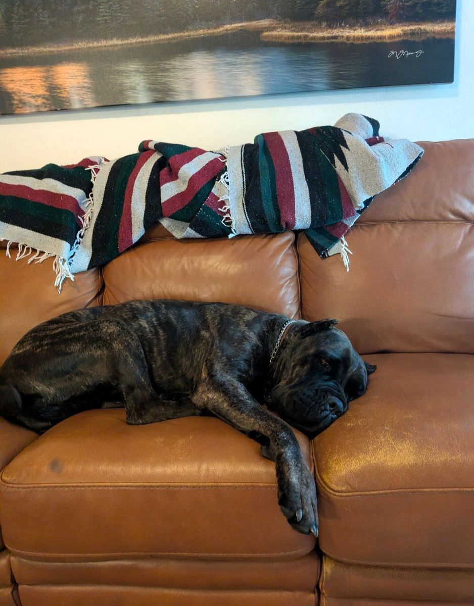 Cane Corso and German Shepherd