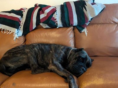 Cane Corso and German Shepherd