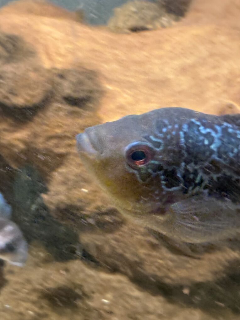 4 Female Flowerhorn