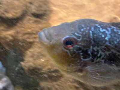 4 Female Flowerhorn