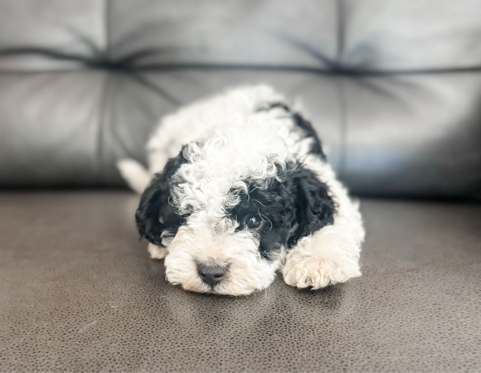 Miniature poodle puppies