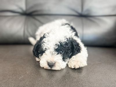 Miniature poodle puppies