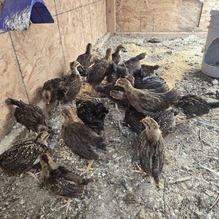 Pullet chickens