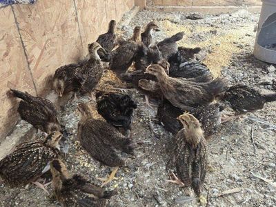 Pullet chickens