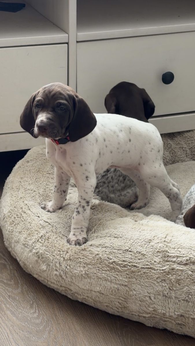 AKC German Shorthair Pointers