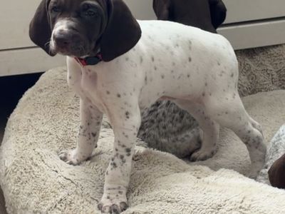 AKC German Shorthair Pointers