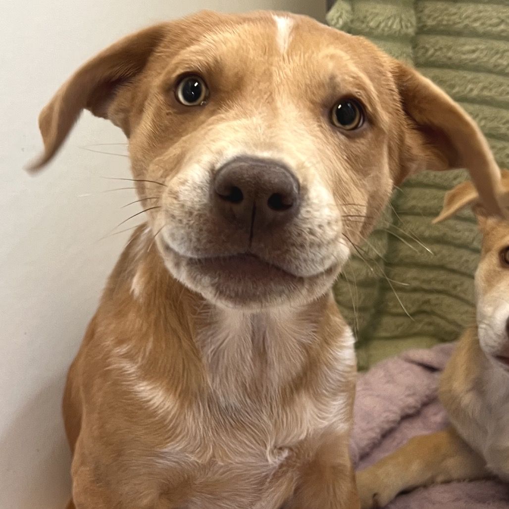 Hello my name is Bonjour