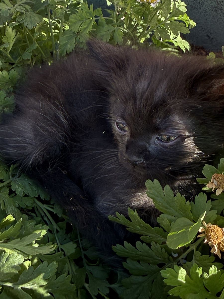 2 Male Black Kittens - Litter Box Trained with Shots