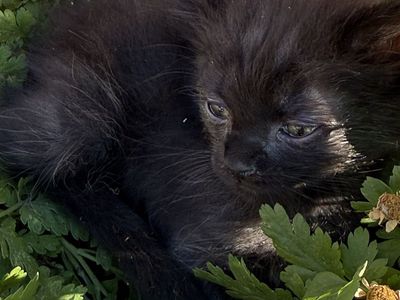 2 Male Black Kittens - Litter Box Trained with Shots