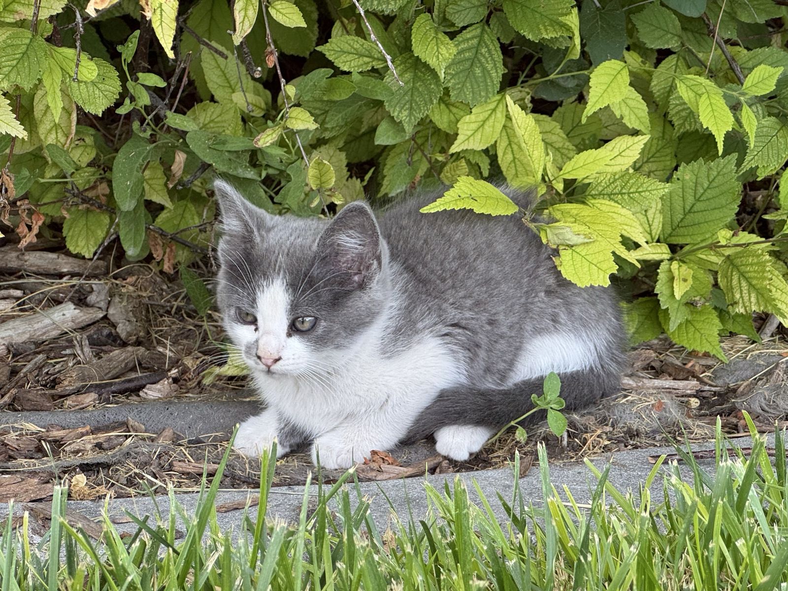 1 Female Kitten- litter box trained