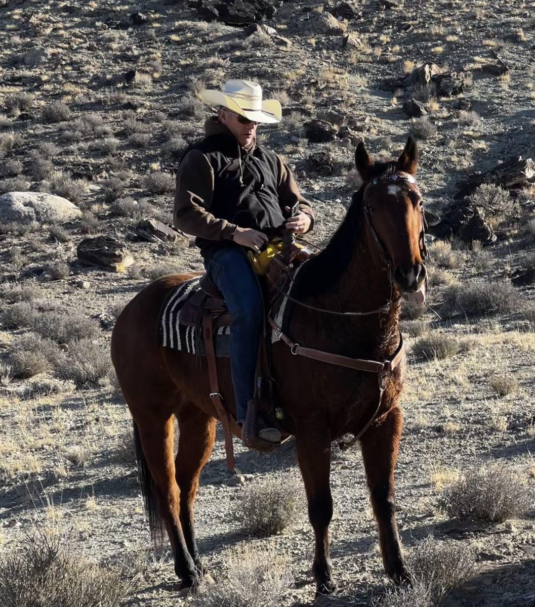 6 yo Bay Quarter Horse Gelding