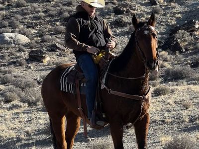 6 yo Bay Quarter Horse Gelding