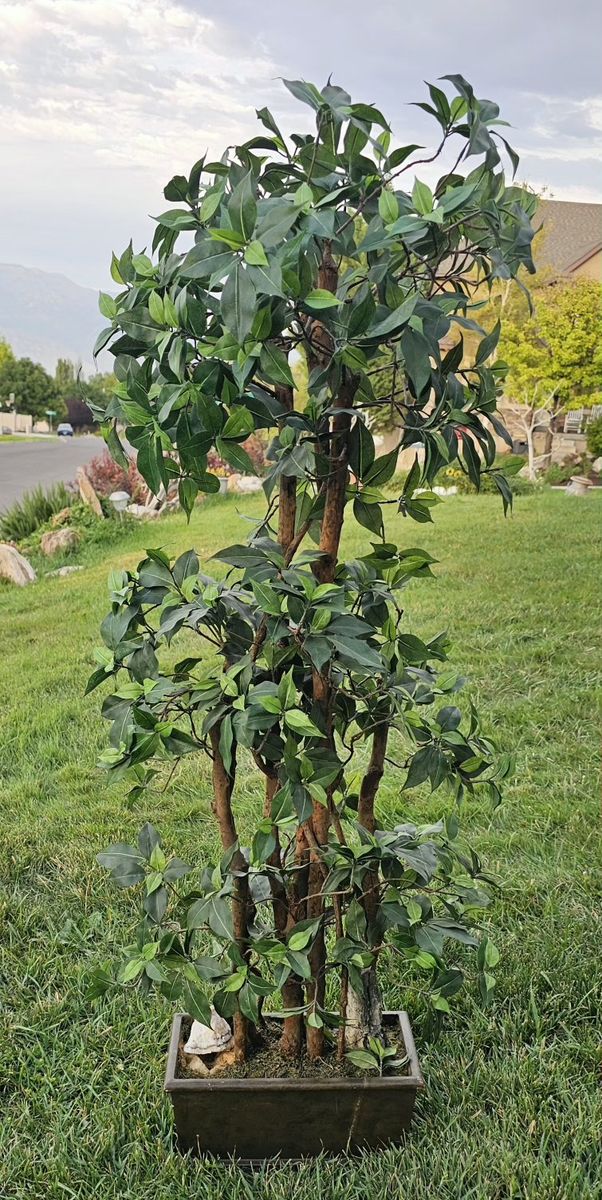 Artificial Potted Ficus Tree 54"Tx20"W