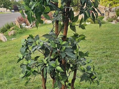 Artificial Potted Ficus Tree 54"Tx20"W