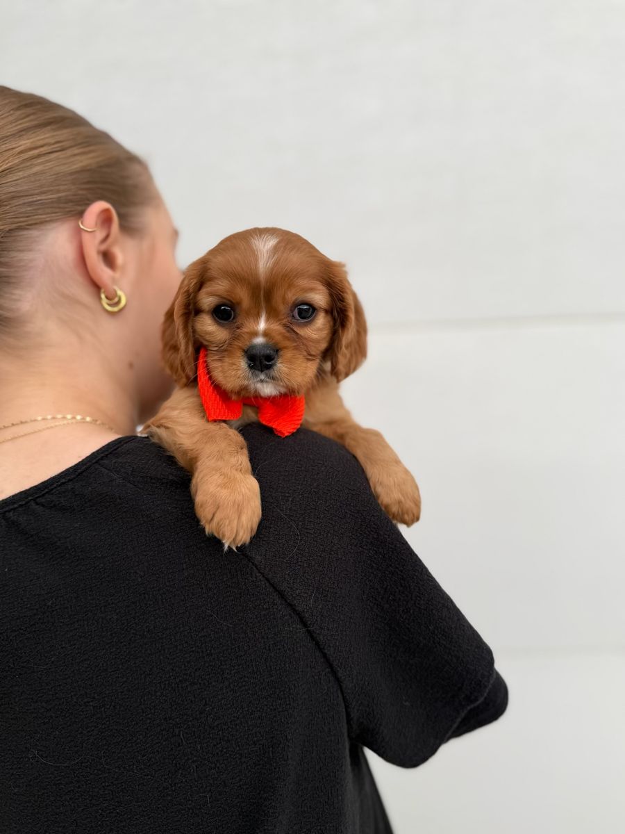 Cavalier King Charles Spaniel Puppies