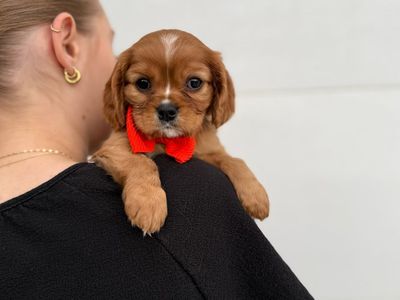 Cavalier King Charles Spaniel Puppies