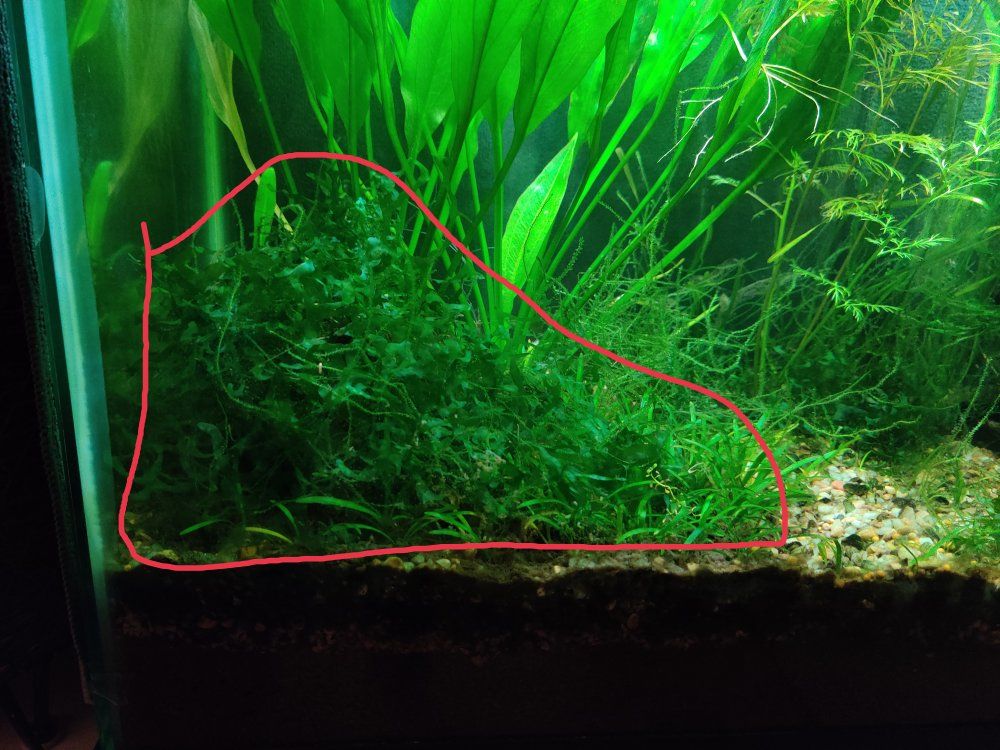 Subwassertang Aquarium Plant 3 oz portion
